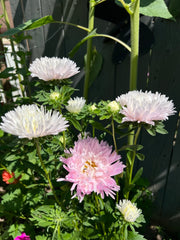 ASTER - Kingsize Appleblossom